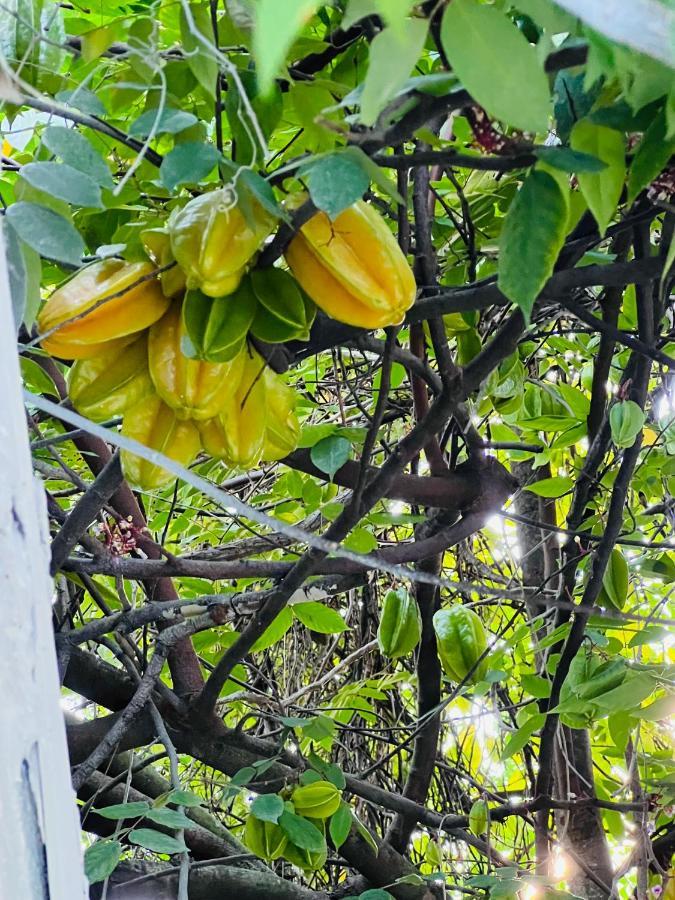 3Bdrm Fruit Tree Home Near Downtown Орландо Екстериор снимка